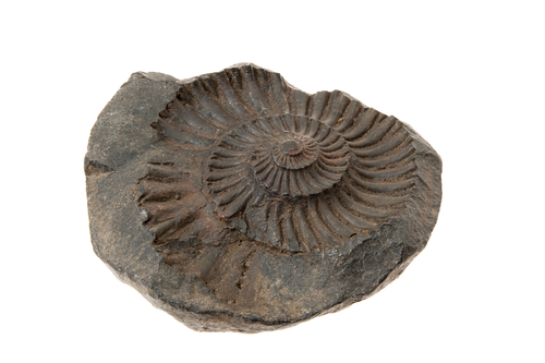 Ammonite